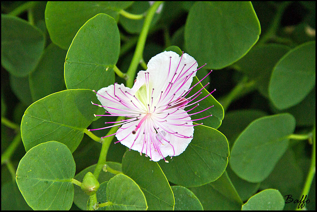Capparis spinosa